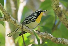 Yellow-throated Warbler